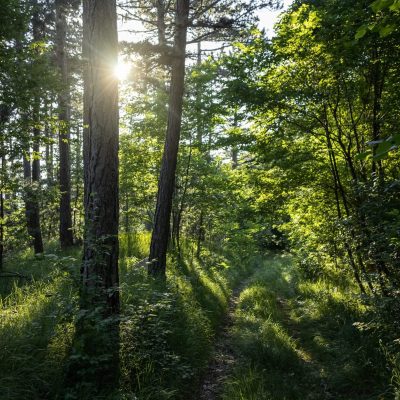 A breathtaking view of an amazing forest with lots of trees